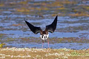 Stilts: Black-necked Stilt