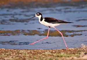 Stilts: Black-necked Stilt