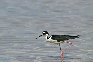 Floreana: Black-necked stilt