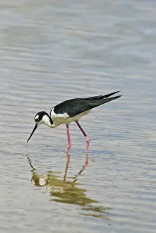 Floreana: Black-necked stilt