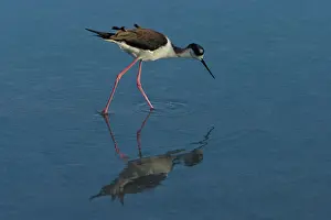 Floreana: Black-necked Stilt
