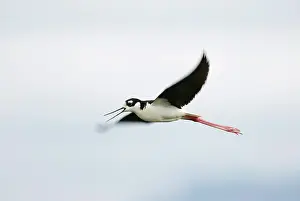 Himantopus: Black-necked Stilt