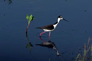 Cameron: Black-necked Stilt