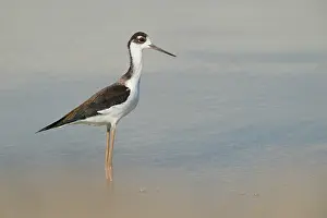 Stilt: Black-necked Stilt
