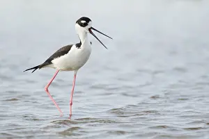 Stilt: Black-necked Stilt - calling