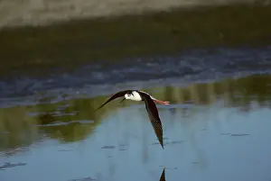 Lesvos: Black Necked Stilt - In Flight