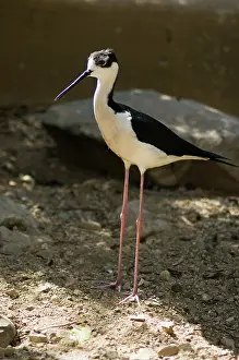 Himantopus: Black-necked Stilt (Himantopus mexicanus)