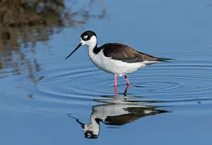 Stilt: Black-necked stilt, Himantopus mexicanus, feedin