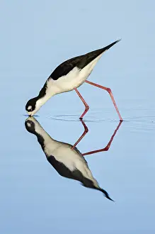 Stilts: Black-necked Stilt (Himantopus mexicanus) feeding