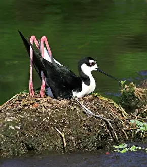 Stilt: Black-necked Stilt (Himantopus mexicanus), Male