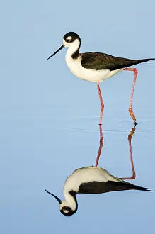 Stilts: Black-necked Stilt (Himantopus mexicanus) reflecting