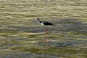 Glendale: Black-necked Stilt in LA River