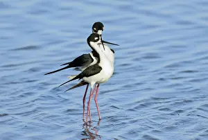 Stilts: Black-Necked Stilt Pair