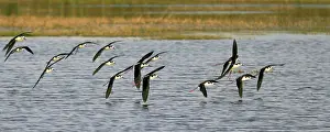 Stilts: Black-Necked Stilts