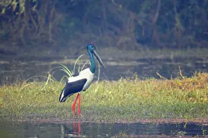 Asiaticus: Black-Necked Stork
