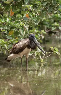 Townsville: Black-necked Stork