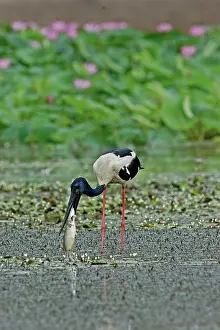 Ephippiorhynchus: Black-necked Stork