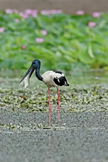 Ephippiorhynchus: Black-necked Stork