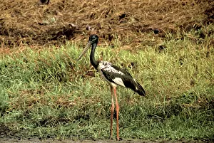 Ephippiorhynchus: Black-necked Stork, Cambodia