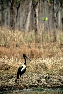 Ephippiorhynchus: Black-necked Stork, Cambodia