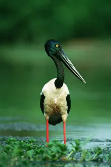 Ephippiorhynchus: Black-necked STORK - fishing