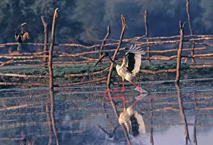 Ephippiorhynchus: Black-necked Stork fishing