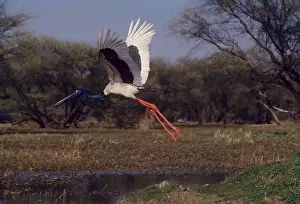 Ephippiorhynchus: Black-necked STORK - in flight