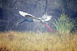 Asiaticus: Black-Necked Stork - in flight taking off