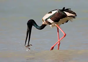 Jabiru: Black-necked Stork / Jabiru - catching a crab