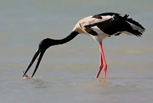 Jabiru: Black-necked Stork / Jabiru - catching prey