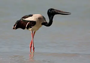 Jabiru: Black-necked Stork / Jabiru - gulping down prey