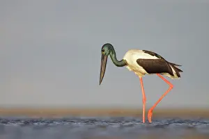 Jabiru: Black-Necked Stork / Jabiru / Korrorook / Monti