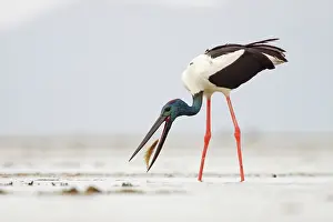 Jabiru: Black-Necked Stork / Jabiru / Korrorook / Monti
