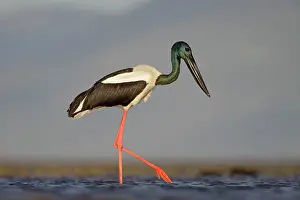 Jabiru: Black-Necked Stork / Jabiru / Korrorook / Monti