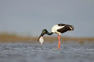 Jabiru: Black-Necked Stork / Jabiru / Korrorook / Monti