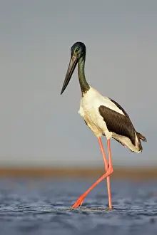 Jabiru: Black-Necked Stork / Jabiru / Korrorook / Monti