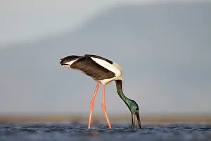 Jabiru: Black-Necked Stork / Jabiru / Korrorook / Monti