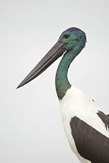Jabiru: Black-Necked Stork / Jabiru / Korrorook / Monti - male