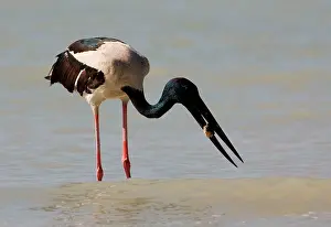 Jabiru: Black-necked Stork / Jabiru - with prey