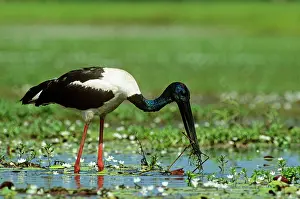 Ephippiorhynchus: Black-necked Stork / Jaribu - male