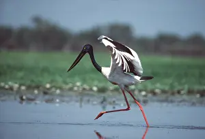 Storks: Black-necked STORK - Running after a fish