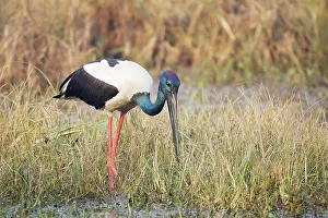 Ephippiorhynchus: Black-Necked Stork - searching for food
