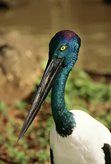 Note: Black-necked Stork - Showing head & neck colours