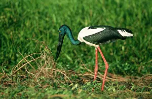 Ephippiorhynchus: Black-Necked STORK - side view