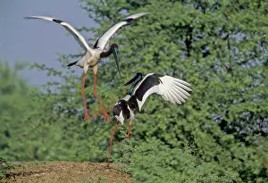 Ephippiorhynchus: Black-necked STORKS - Performing courtship dance