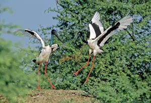 Ephippiorhynchus: Black-necked Storks - Performing courtship dance