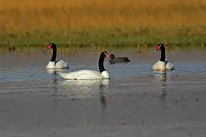 Melanocorypha: Black-necked Swan