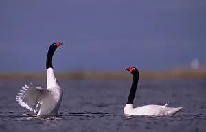 Yves Bilat: Black-necked Swan