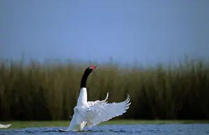 Yves Bilat: Black-necked Swan