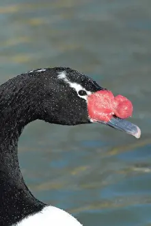 Melanocoryphus: Black-necked Swan